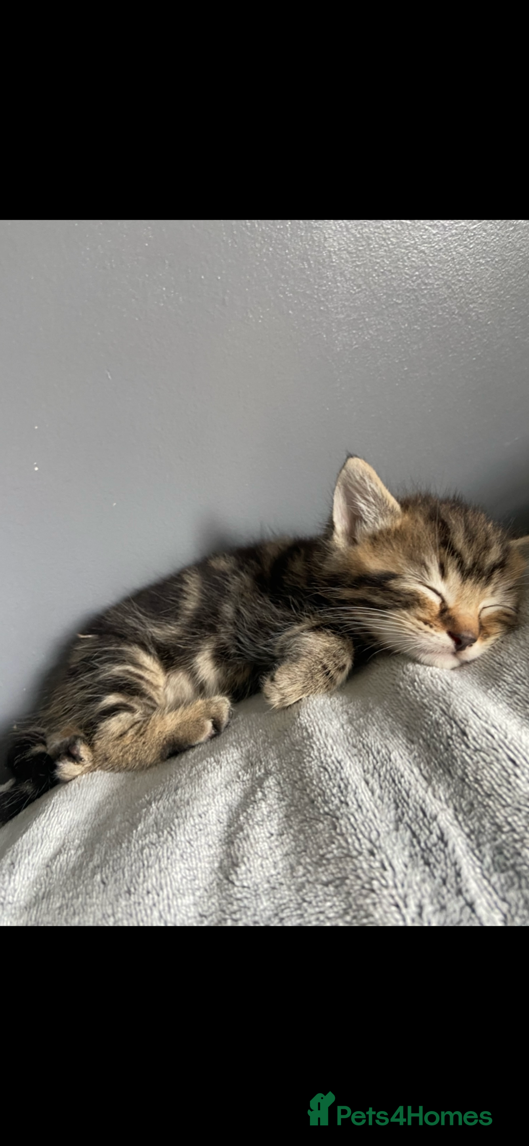 Mixed Breed cats for sale: Gorgeous Bengal tabby/Rusian blu cross mix Kittens - Image 4