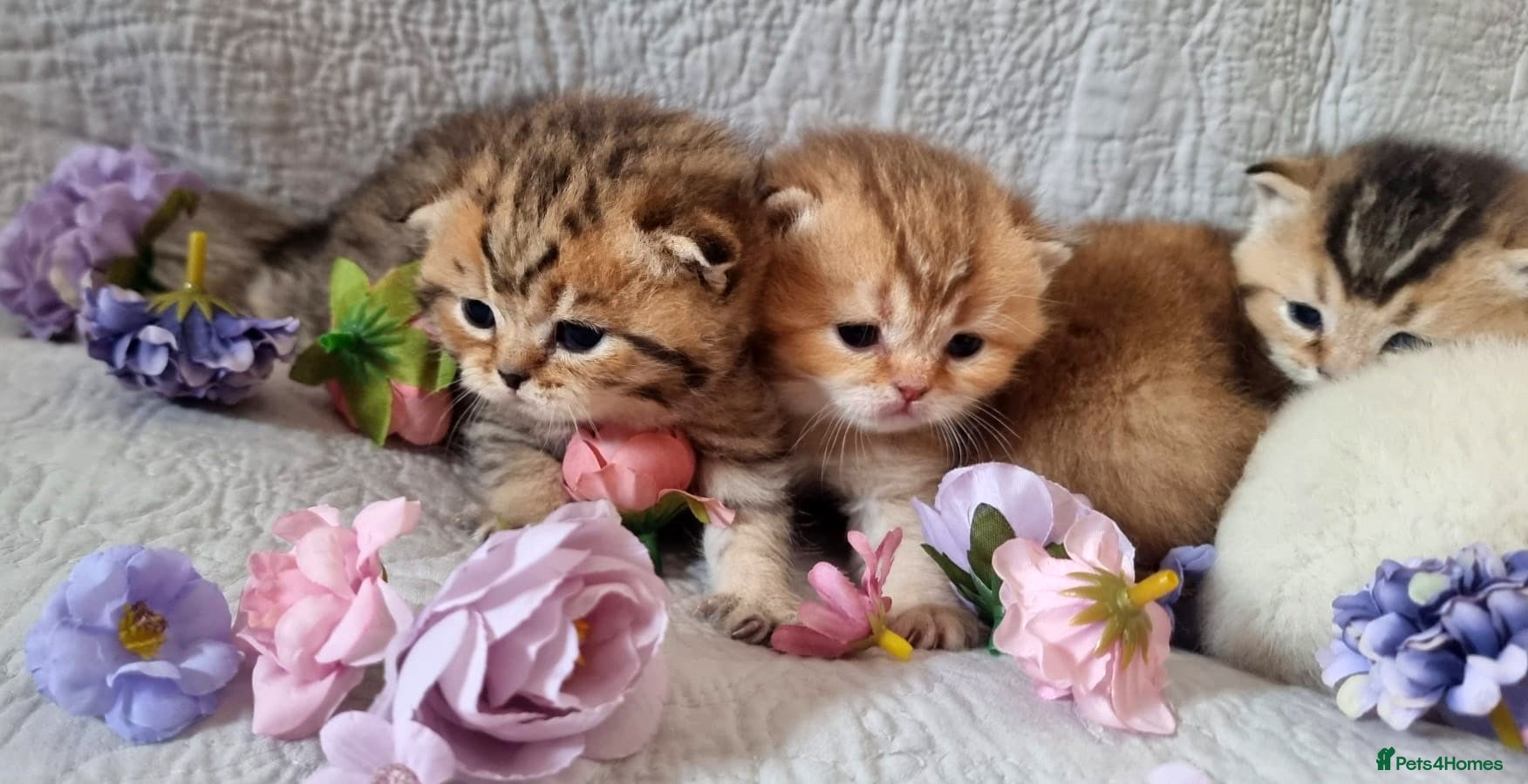 British Shorthair cats 💖GOLDEN, TABBY, COLOURPOINT BSH KITTENS💖 - Advert 11