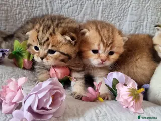 British Shorthair cats 💖GOLDEN, TABBY, COLOURPOINT BSH KITTENS💖 - Advert 11