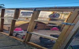 Chickens poultry for sale: Grey Silver Dorkings  - Image 4