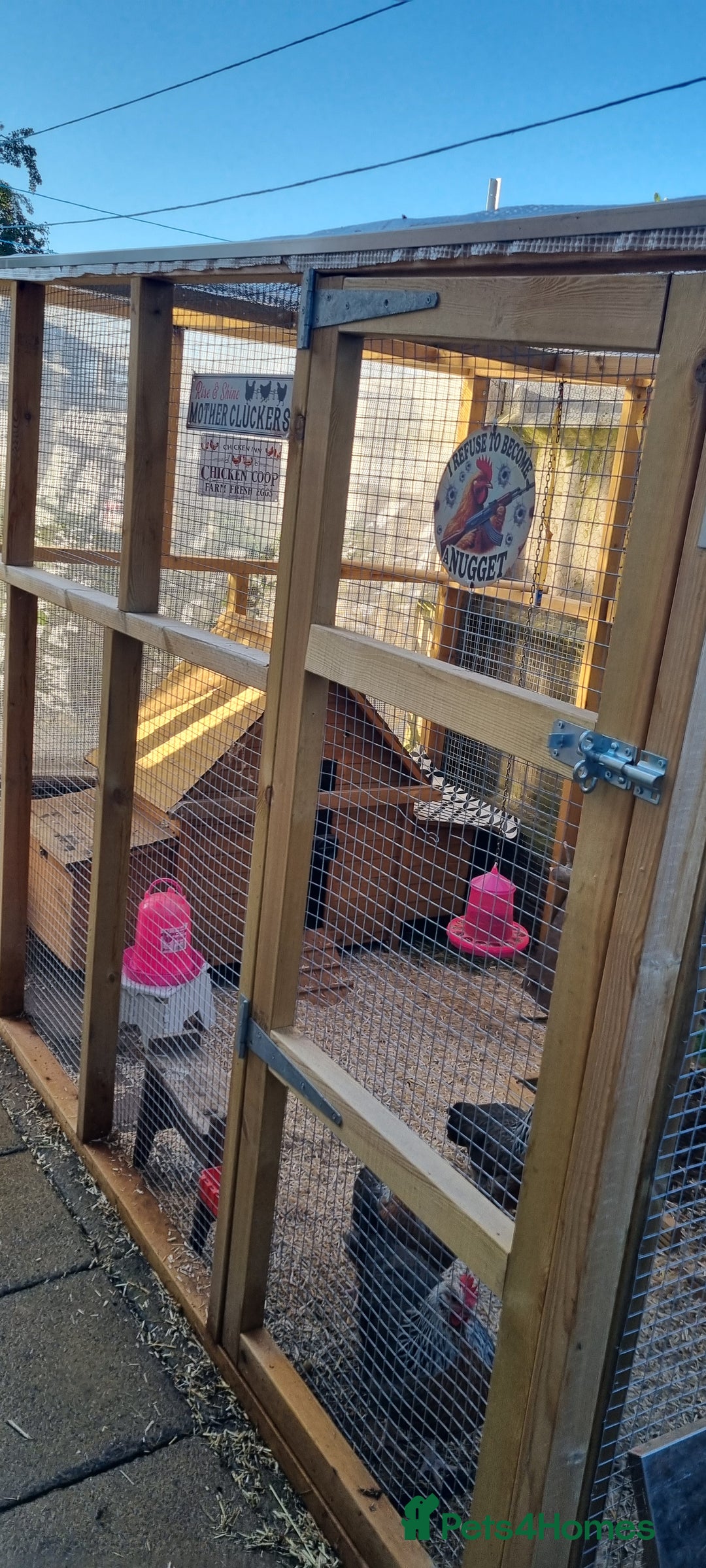 Chickens poultry for sale: Grey Silver Dorkings  - Image 4