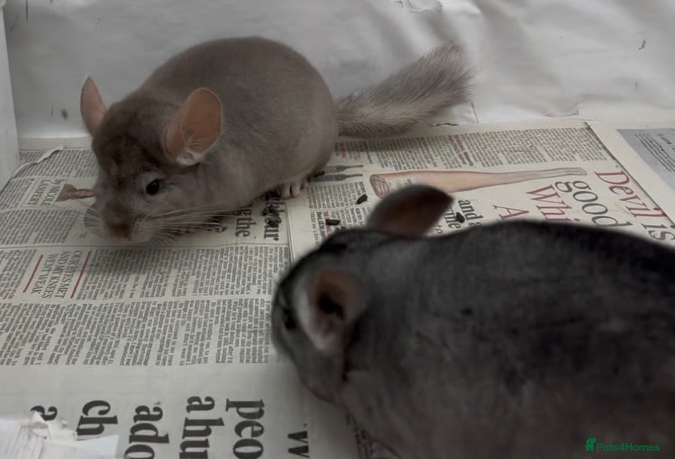 Chinchilla rodents Pair of beautiful boys, Beige & Std - Advert 18
