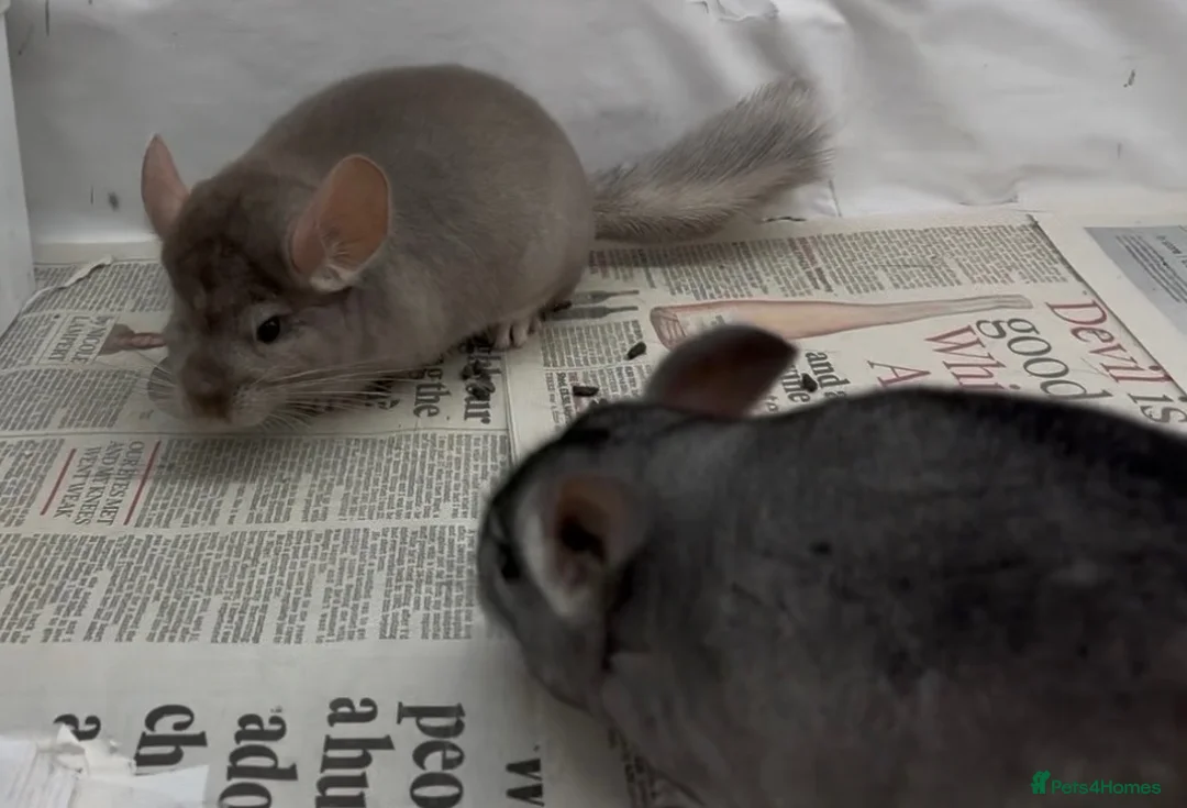 Chinchilla rodents for sale: Pair of beautiful boys, Beige & Std - Advert 1