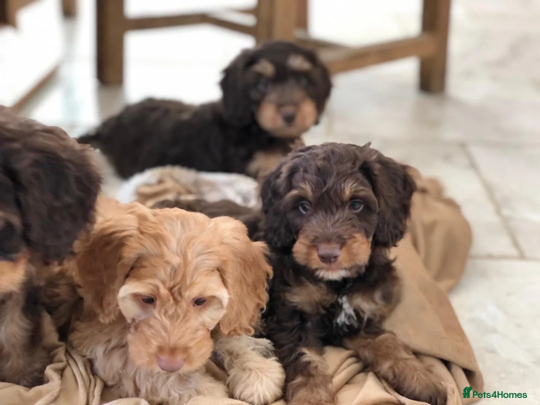 Cockapoo dogs for stud: TRICOLOUR F1 PROVEN ATAT CERTIFIED COCKAPOO STUD in Bromley - Advert 13