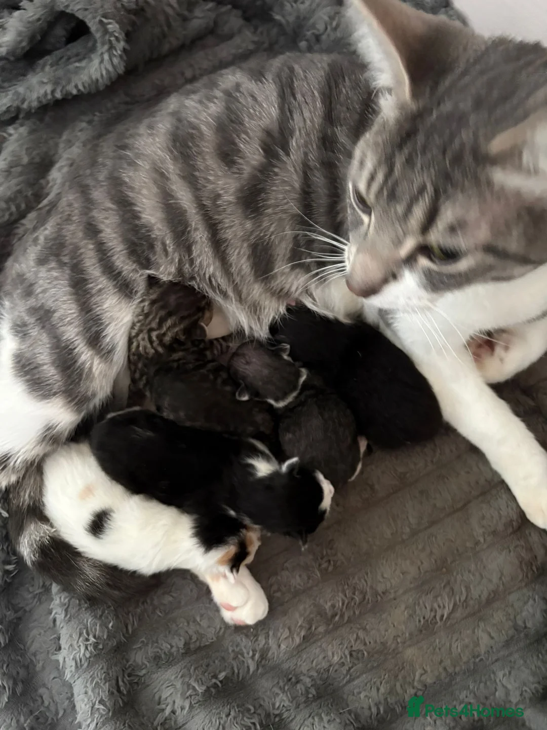 Mixed Breed cats for sale: Beautiful Rex mixed kittens  - Advert 2