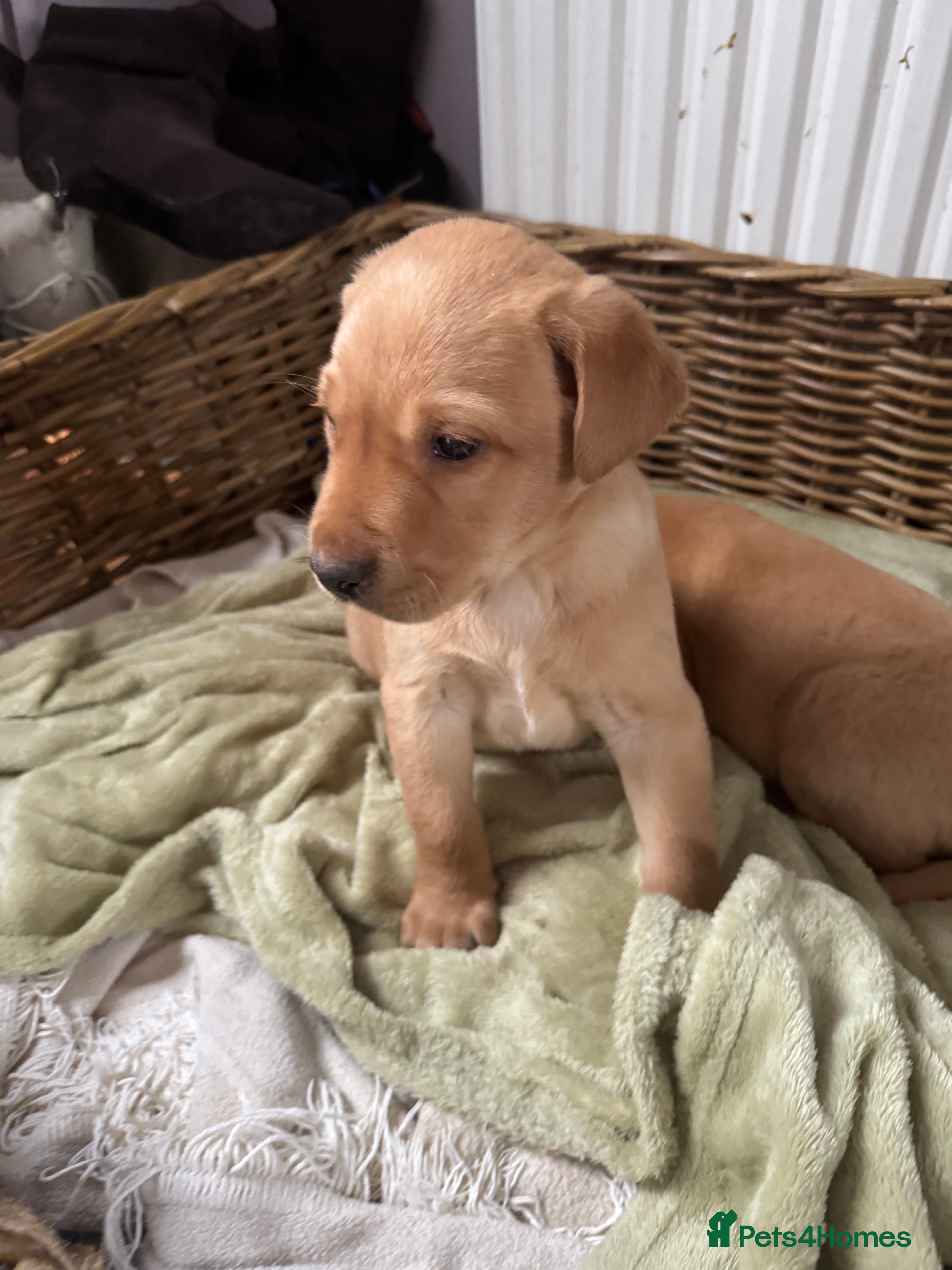 Labrador Retriever dogs Stunning traditional labrador puppies 2 boys left  - Advert 1