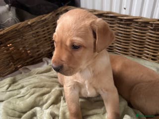 Labrador Retriever dogs Stunning traditional labrador puppies 2 boys left - Advert 4