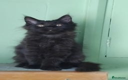 Maine Coon cats for sale: Pure Maine Coon Kittens Looking For A New Home  - Image 16
