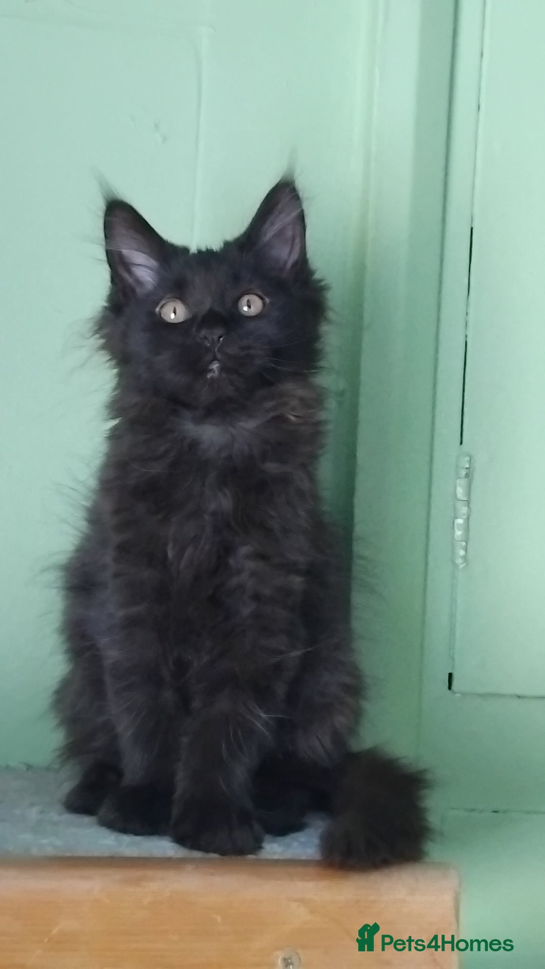 Maine Coon cats for sale: Pure Maine Coon Kittens Looking For A New Home  - Image 16