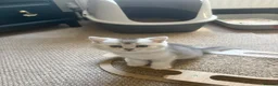 Scottish Fold cats for sale: ❤️SCOTTISH FOLD/STRAIGHTS SILVER CHINCHILLA ❤️ - Advert 11