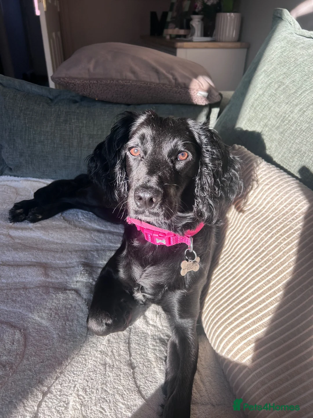 Cockapoo dogs for sale: Biscuit a beautiful cockerpoo in Stowmarket - Advert 1