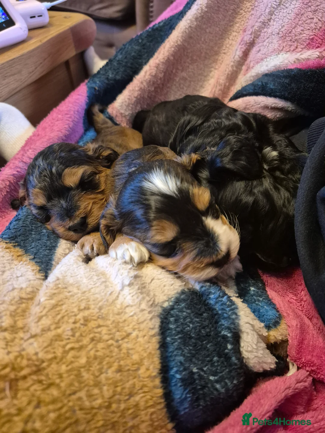 Cockapoo dogs for sale: Beautiful health tested F1 cockapoos - Advert 4