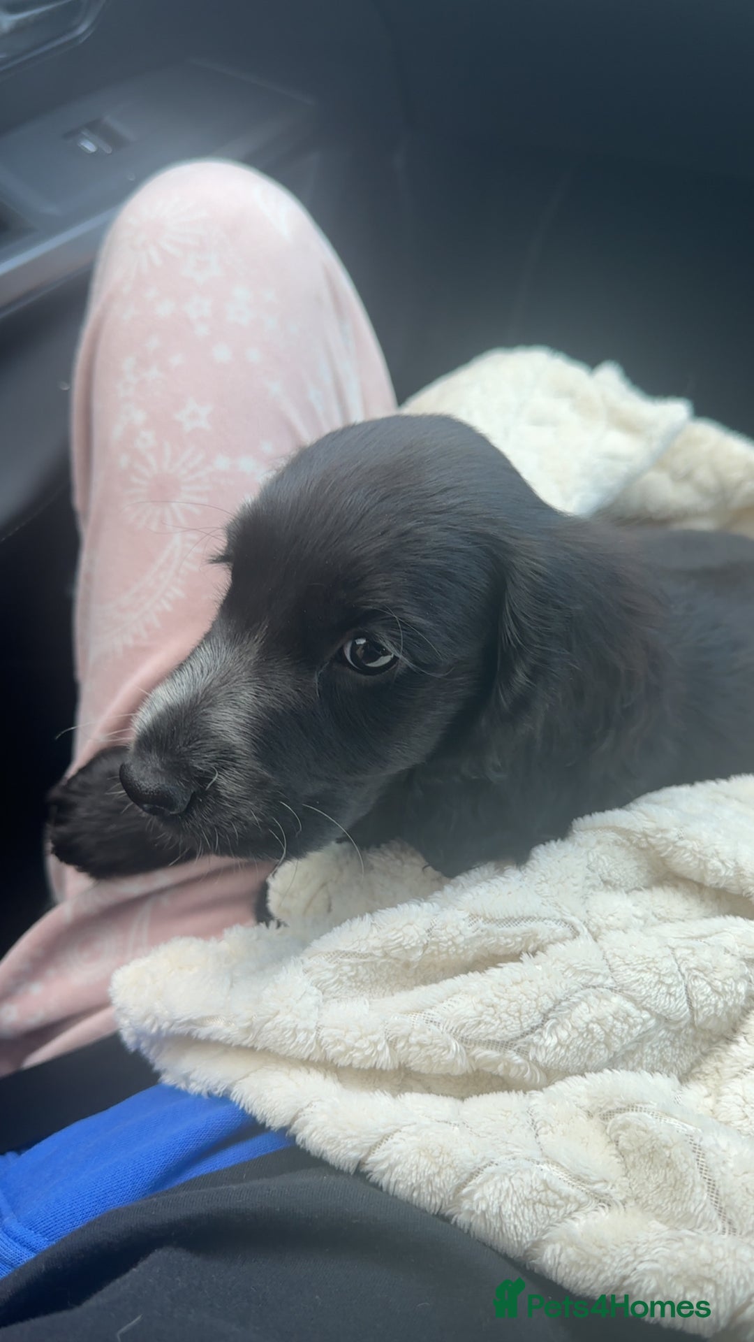 Cocker Spaniel dogs for sale: Beautiful pure black Show cocker spaniel boy puppy - Image 5