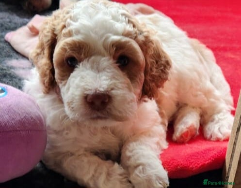 Cockapoo dogs Cockapoo Puppies,  stunning colours  - Advert 2