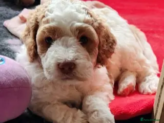 Cockapoo dogs Cockapoo Puppies, stunning colours - Advert 2