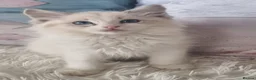 Ragdoll cats for sale: 💕Cute Champion line Ragdolls Kittens 💕 - Advert 20