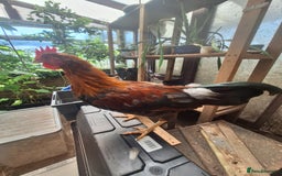 Chickens poultry for sale: Welsummer bantam Cockerell for sale £15 - Image 4