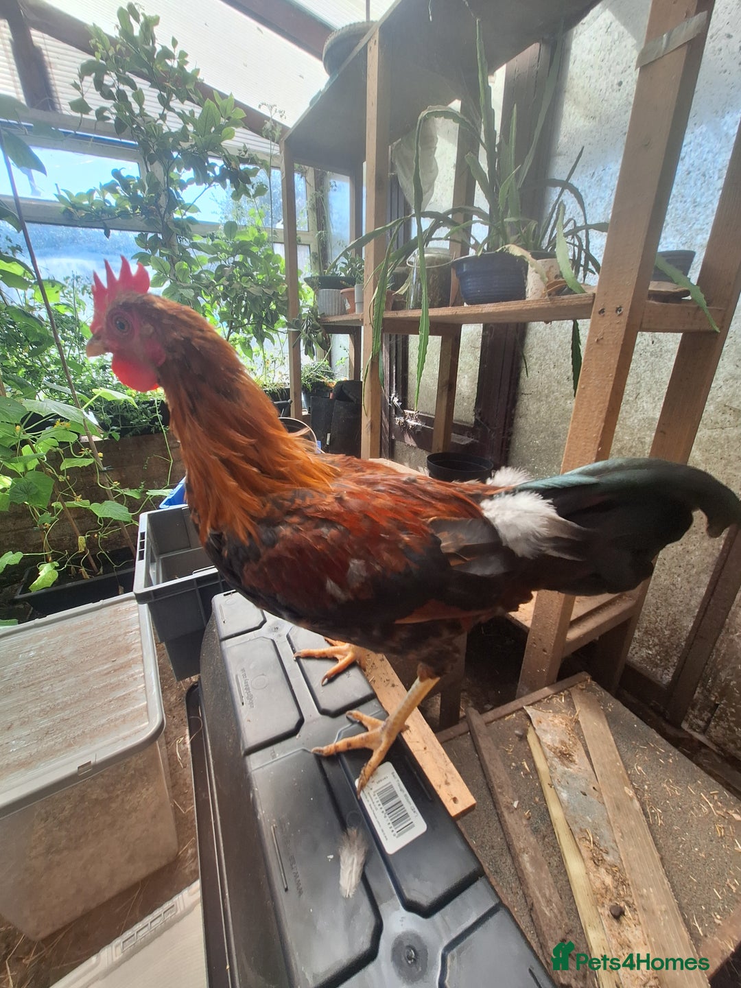 Chickens poultry for sale: Welsummer bantam Cockerell for sale £15 - Image 4
