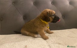 Jack Russell dogs for sale: Jack Russell puppies for sale.  - Image 11