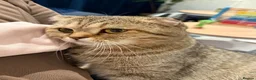 Scottish Fold cats for sale: Scottish fold kitten  - Advert 1