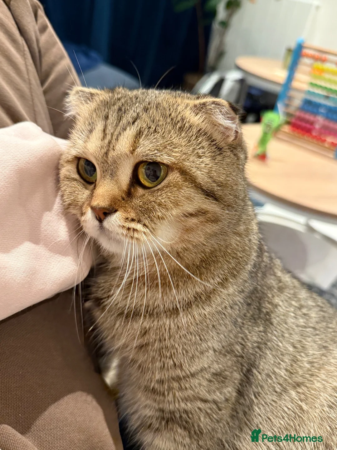 Scottish Fold cats for sale: Scottish fold kitten  - Advert 1