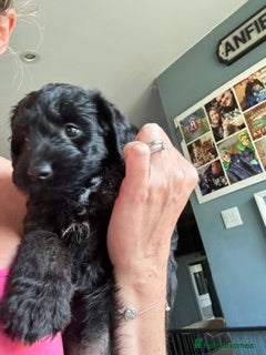Labradoodle dogs Wonderful labradoodle puppies - Advert 2