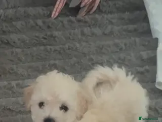 Cavapoochon dogs *REDUCED*LAST BABY GIRLS LEFT READY TO LEAVE NOW - Advert 6