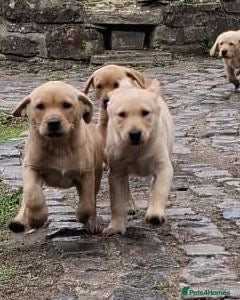 Labrador Retriever dogs Labrador puppies - Advert 1