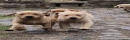Labrador Retriever dogs for sale: Labrador puppies - Advert 5