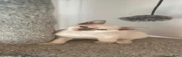 Tonkinese cats for sale: Beautiful tonkinese kittens - Advert 1