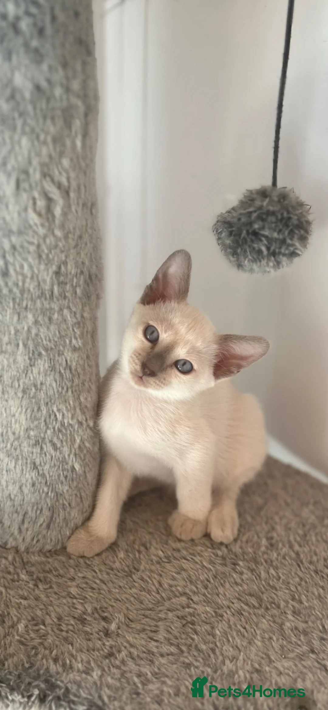 Tonkinese cats for sale: Beautiful tonkinese kittens - Advert 1