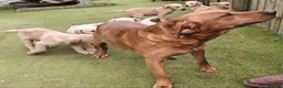 Goldador dogs for sale: Goldadors in Bishop Auckland - Advert 1