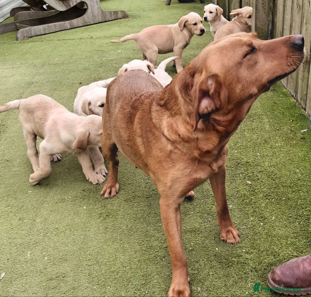 Goldador dogs for sale: Goldadors in Bishop Auckland - Advert 1