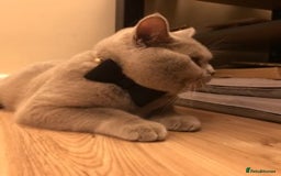 British Shorthair cats for stud: Lilac British Shorthair Stud service only in Huddersfield - Image 8