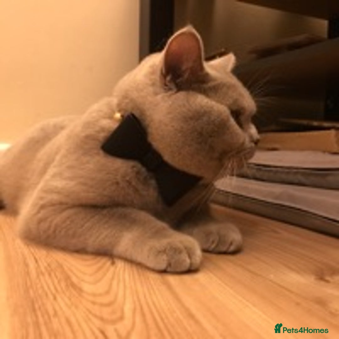British Shorthair cats for stud: Lilac British Shorthair Stud service only in Huddersfield - Image 8