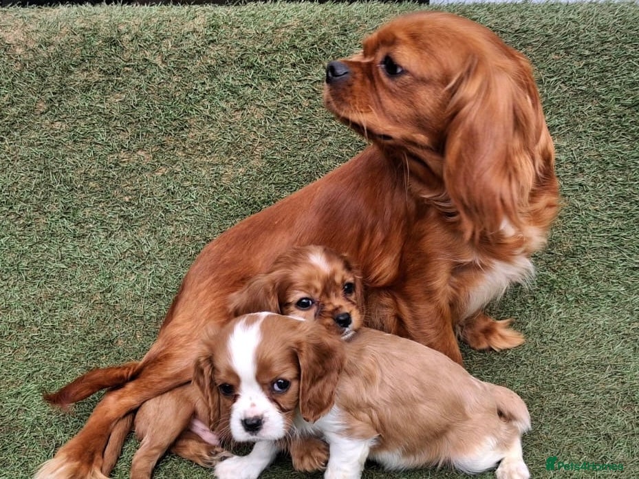 Cavalier King Charles Spaniel dogs for sale: Beautiful King Charles Cavalier  in Greenhithe - Advert 2