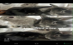 French Lop rabbits for sale: Rabbits for Sale  - Image 2