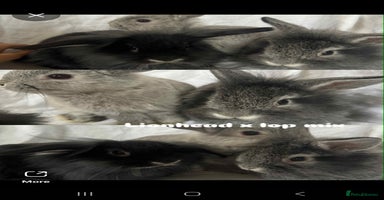 French Lop rabbits - Advert 2