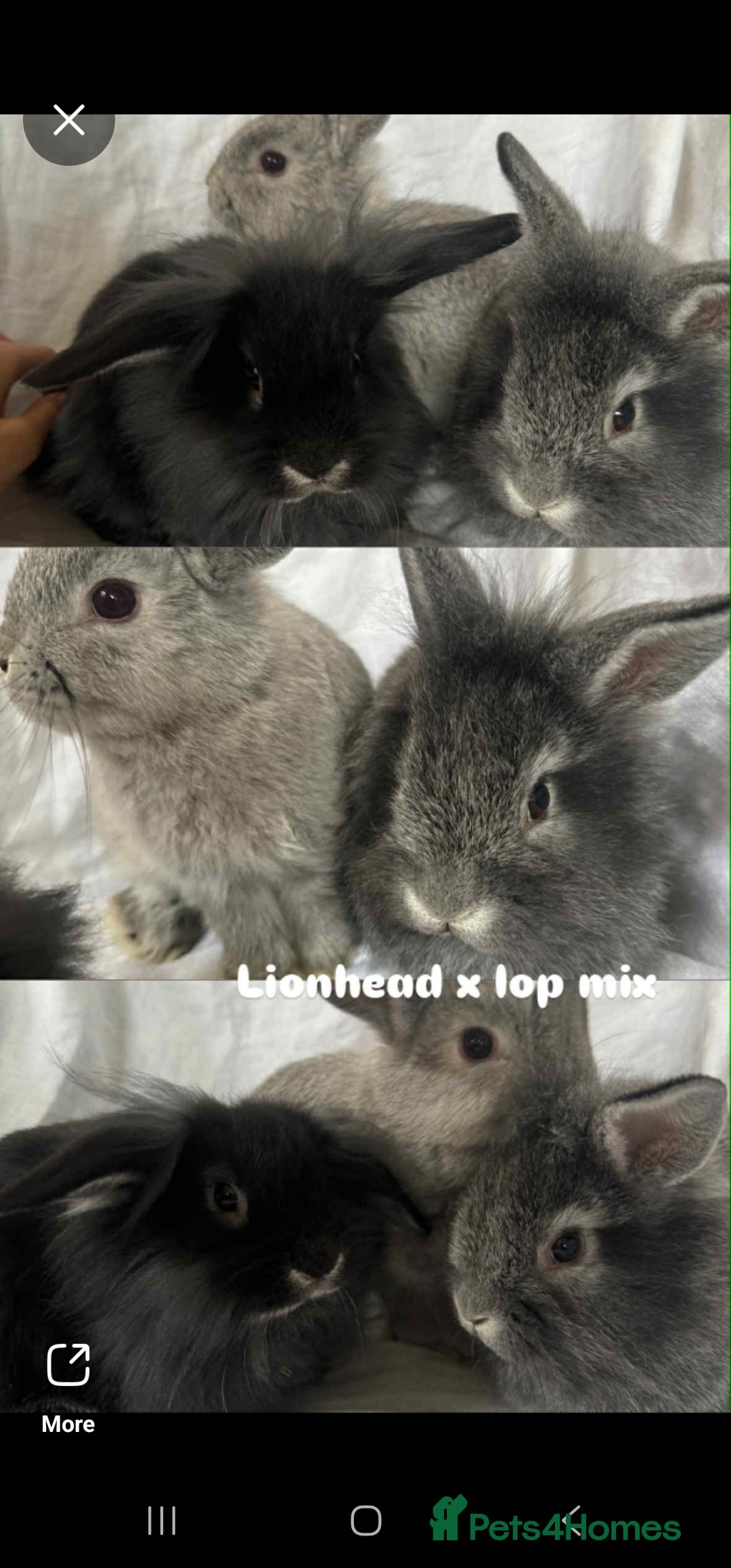French Lop rabbits for sale: Rabbits for Sale  - Image 2
