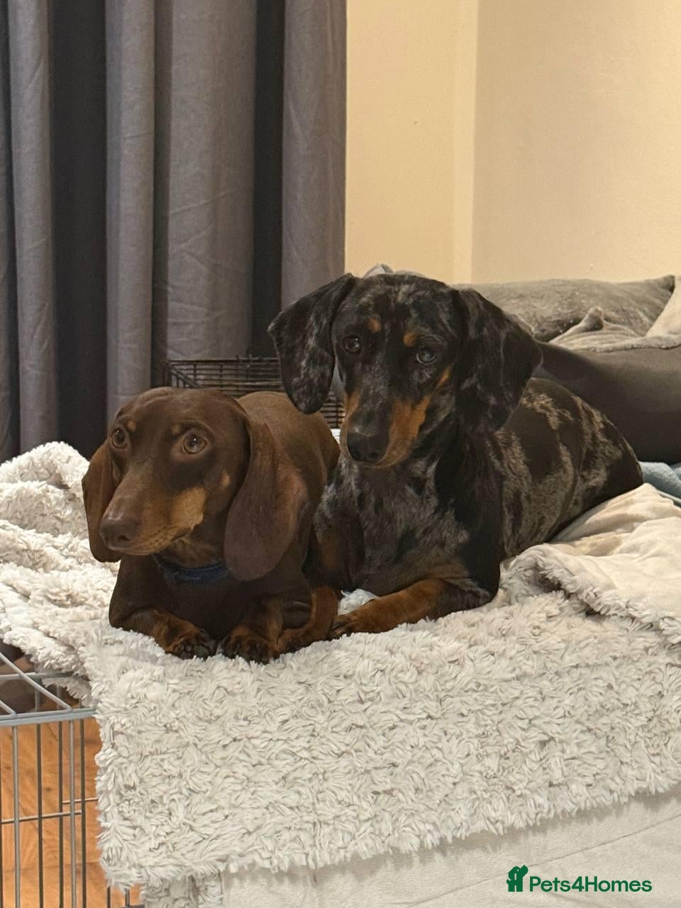 Miniature Dachshund dogs KC Miniature Dachshund puppies  - Advert 1