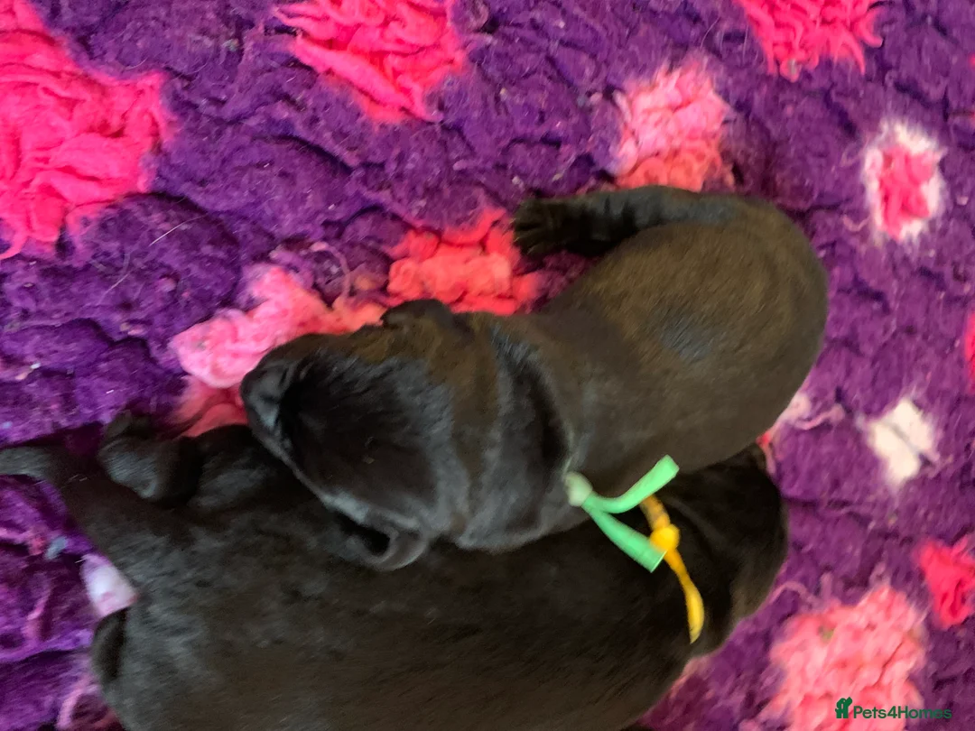 Labrador Retriever dogs for sale: 3 stunning Black Labrador boys available - Advert 2