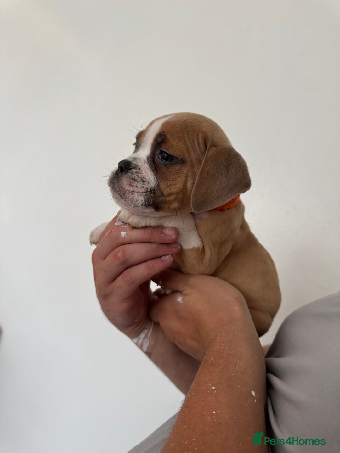 Dorset Olde Tyme Bulldogge dogs for sale: Bulldog puppy - Image 14