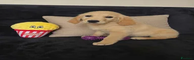 Paris Puppy 6