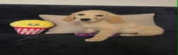 Golden Retriever dogs for sale: Golden retriever - Advert 7