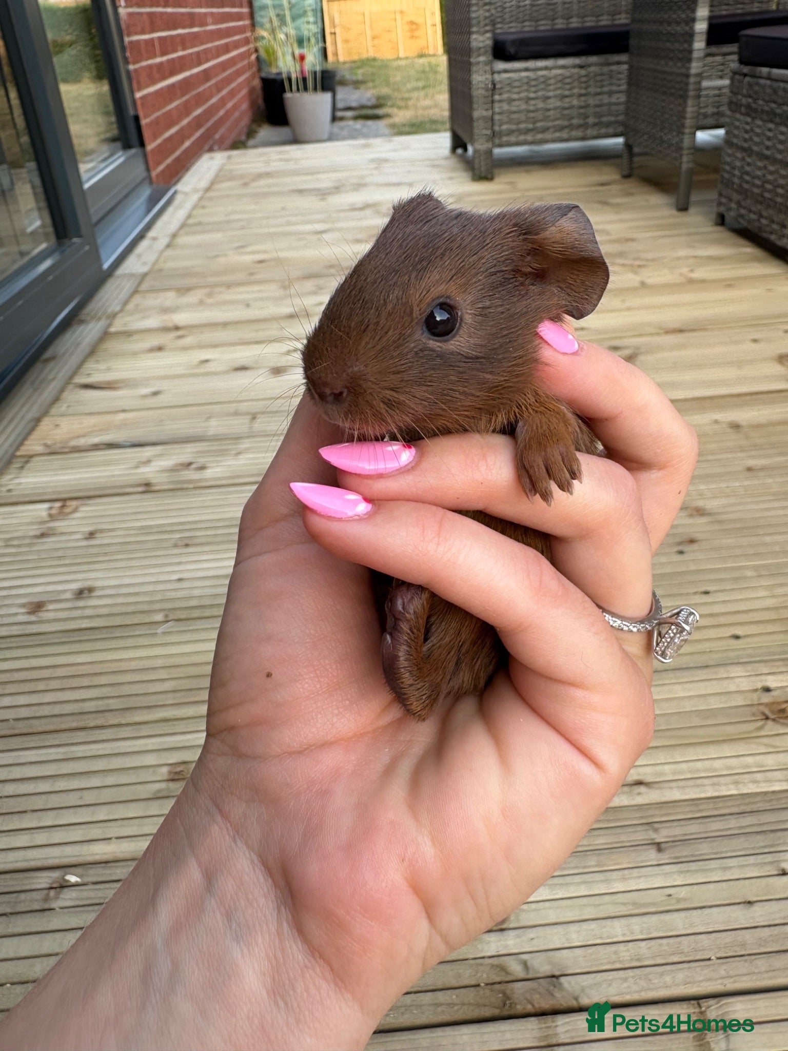 Guinea Pig rodents Gorgeous Guinea pig babies  - Advert 1