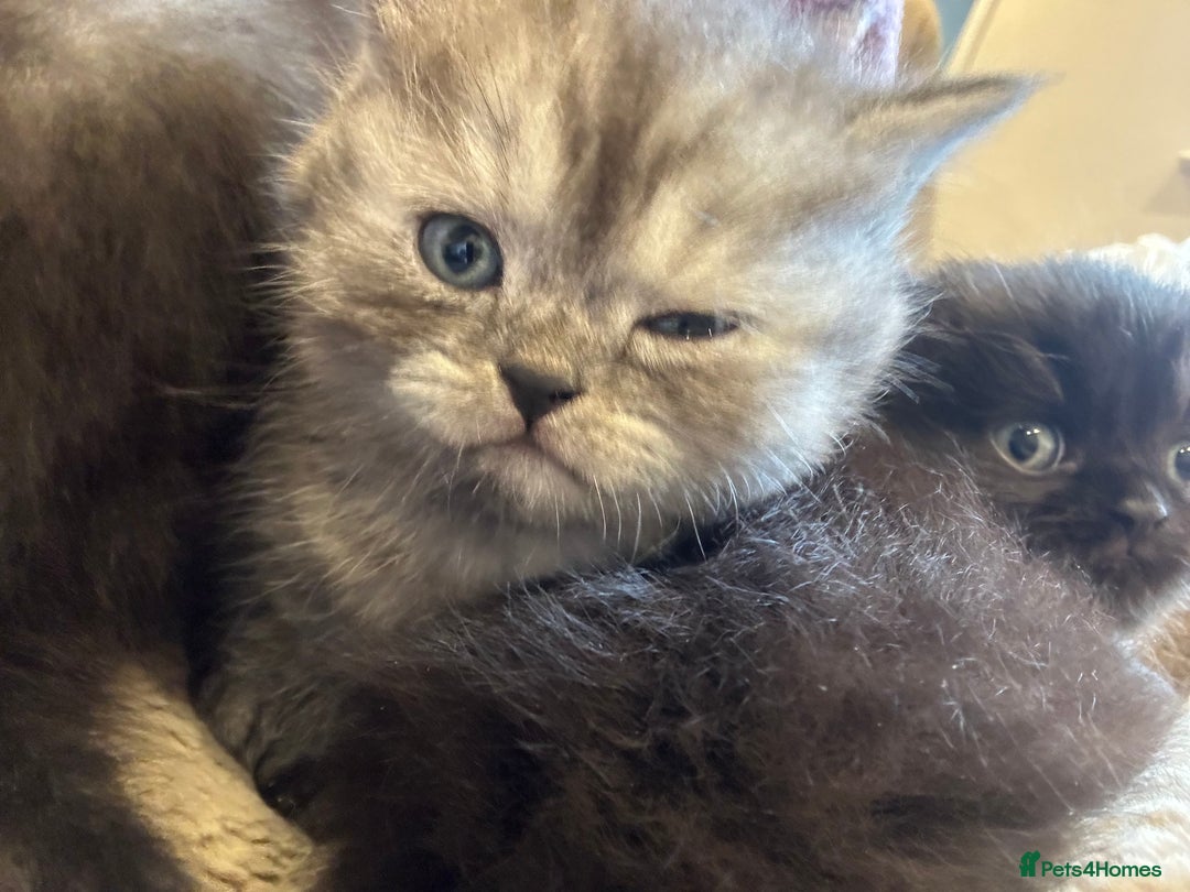 Persian cats for sale: BSH/PERSIAN KITTEN FOR SALE   - Advert 5