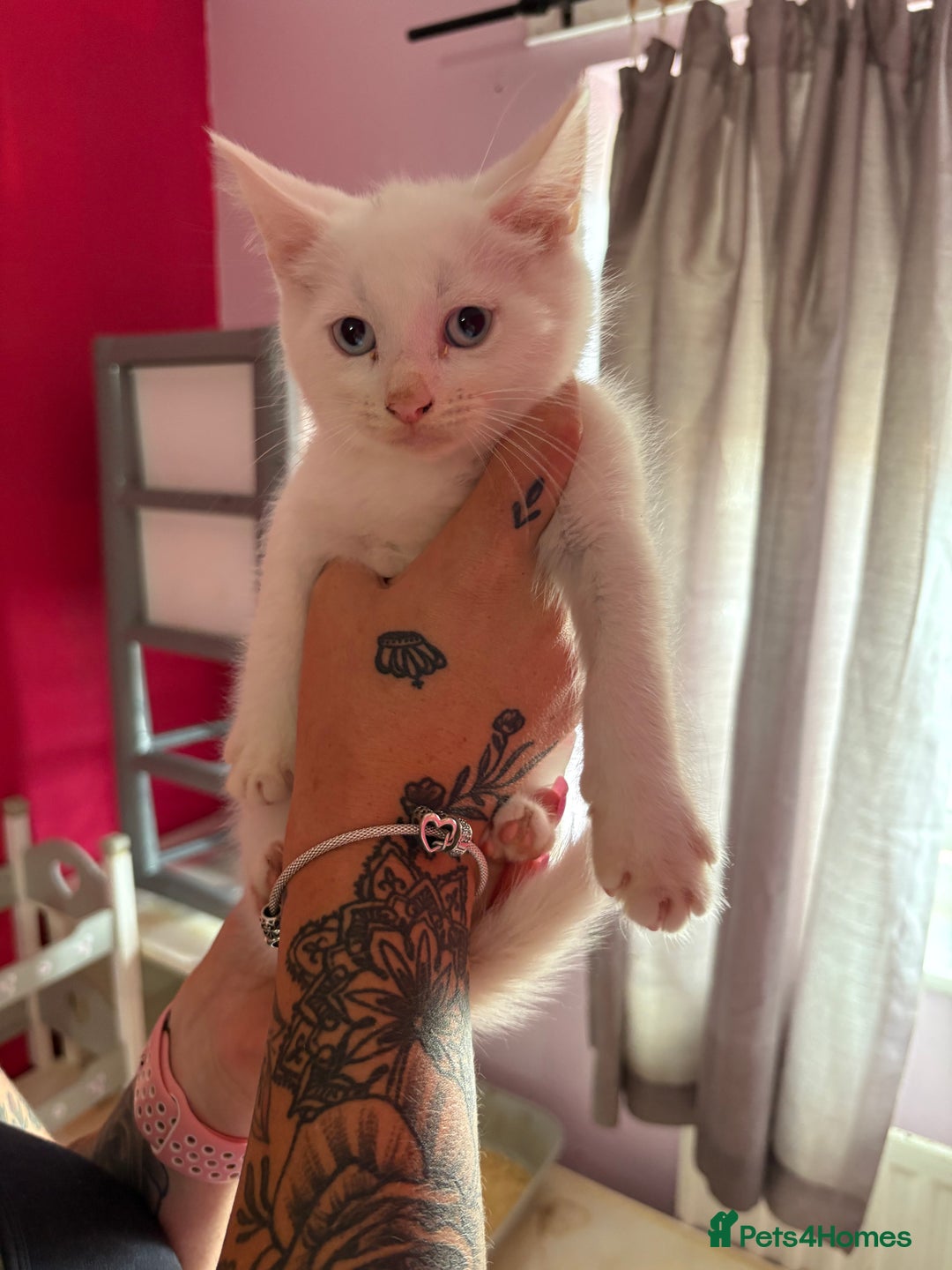Mixed Breed cats for sale: 2 kittens left  - Image 2