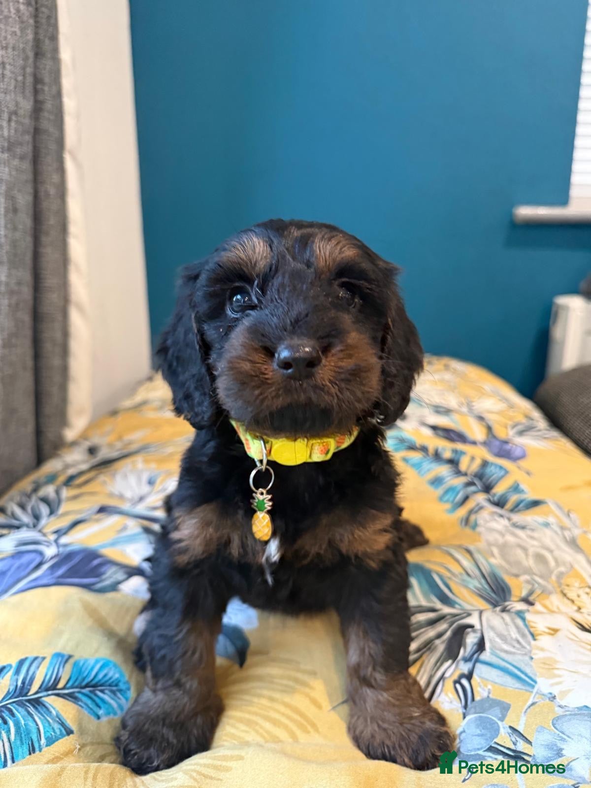 Cockapoo dogs Gorgeous F1 puppies for sale - Advert 1