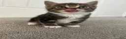 Mixed Breed cats for sale: British short hair Cross - Advert 12