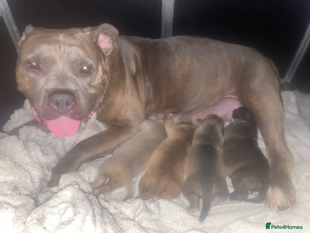 Mixed Breed dogs for sale: Standard American Bully x American Staff - Advert 1